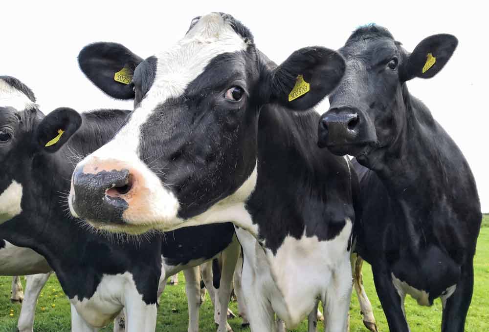 cow methane